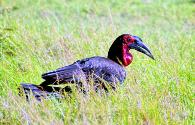 Southern Ground-Hornbill Bucorvus leadbeateri