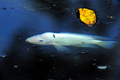 White Humpback Sweetwater Fish