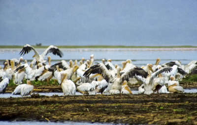 Pelicans, Closer 