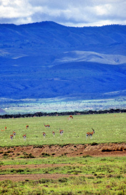 Impalas On A Majestic Landscape 