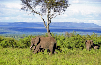 Elephants And Tree 