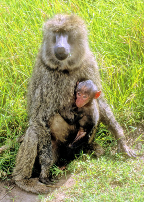 Mother  Baboon And Son 