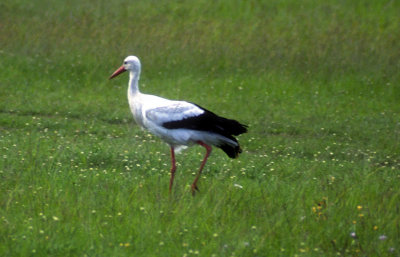 Lone White Stork 