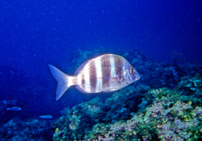 Banded Bream 