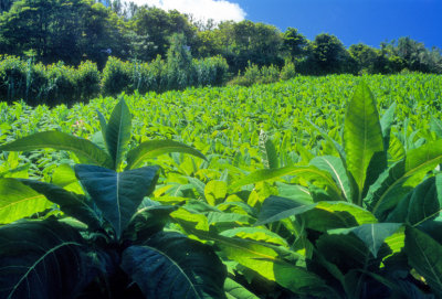 Tobaco Plantation 