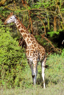 Lone Giraffe 2: Can You Spot The Differences?