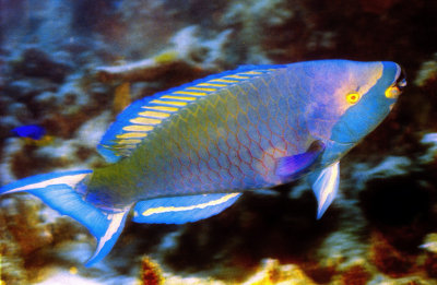 Yellow Eyed Parrotfish