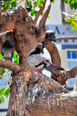 Pigeon On Tree In The Old City