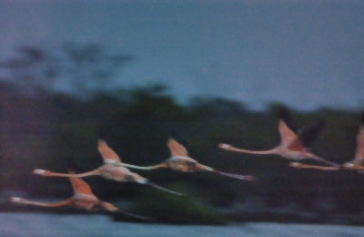 Flamingoes Take Off In The Evening