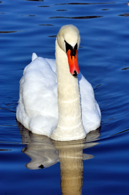Swan Frontal