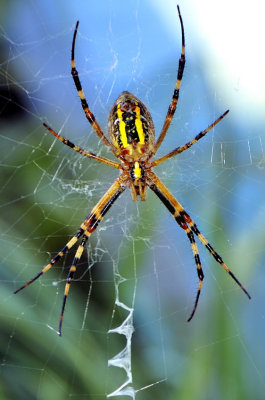 Imperial Spider