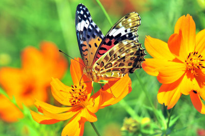 Butterfly On Orange Flowers
