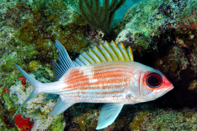 Male Soldierfish 