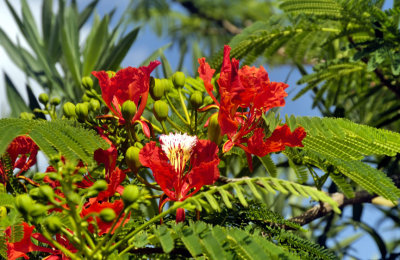 Caribbean Colours
