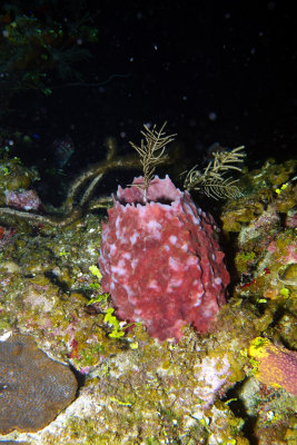 Small Barrel Sponge 