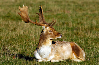 Male Deer Sunbathing