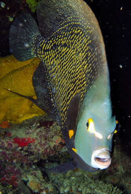 French Angelfish Frontal