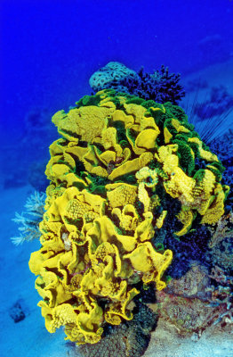 The Rock Of The Yellow Sponges