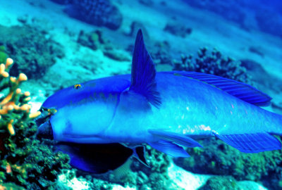 Blue Parrotfish Eating Corals 