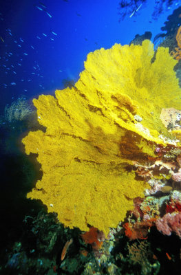 Yellow Sea Fan 