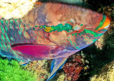Thai Parrotfish 
