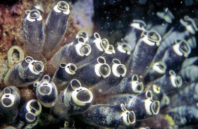 Black Tunicates 