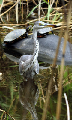 1 Grey Heron, 2 Turtles