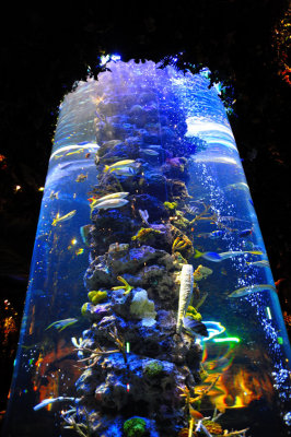 The Restaurant's Aquarium