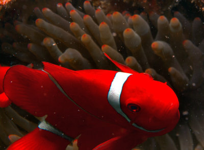 Red Anemonefish