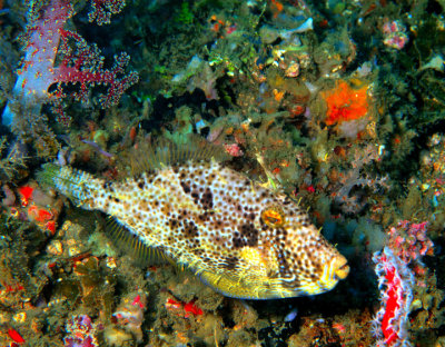Spiny Filefish Between Two Corals
