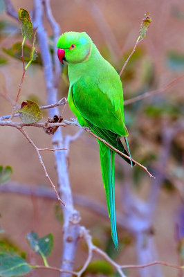 Indian Parrot On Tree