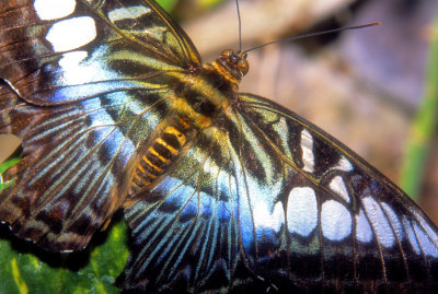 Thai Butterfly 