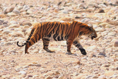 Tiger On Dry River