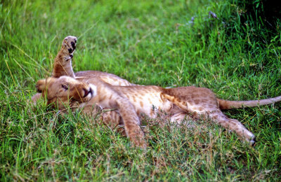 Juvenile Lions Playing 