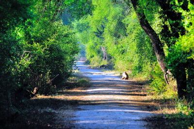 Beautiful Reservation Road, Monkeys Included...