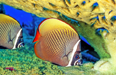 Colared Butteflyfish Hidding Under Coral Table 