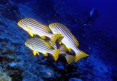 Four Sweetlips