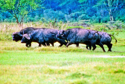 Herd Of Buffalo 