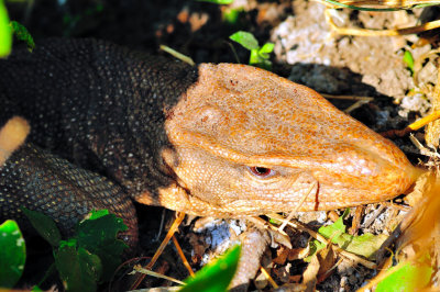 Indian Lizard