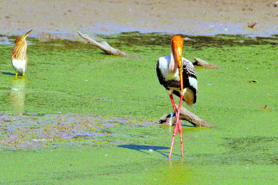 Cross Legged Stork
