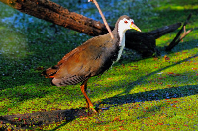 Red Eye - White-breasted Waterhen (Amaurornis phoenicurus)