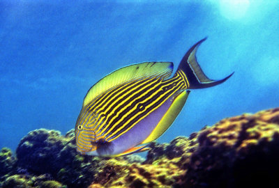 Indian Ocean Razorfish  