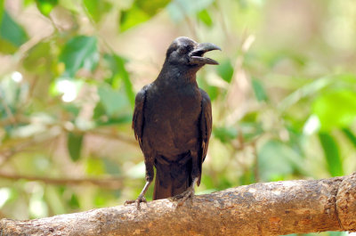 Indian Raven