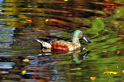 Coloured Duck In Coloured Autumn