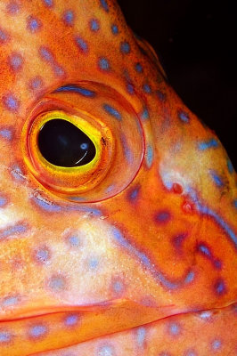 Grouper's Eye