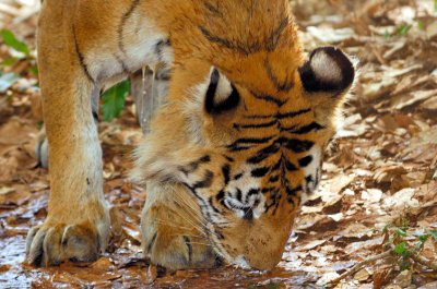 Drinking After Bath