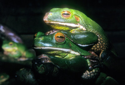 Frog Love 