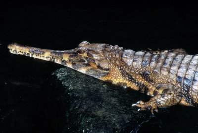 Asian Croc At Night 