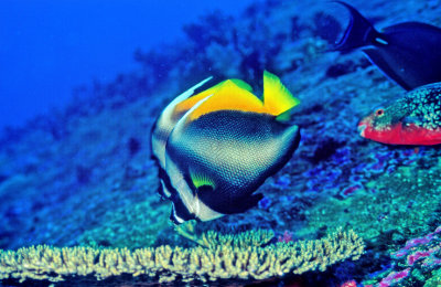 Bannerfish Hovering Over Table Coral 