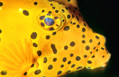 Boxfish Eye 